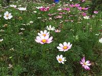 波斯菊
