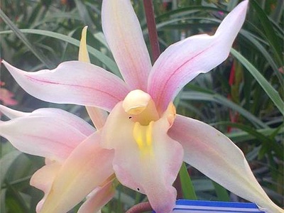 兰花